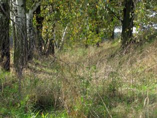 IMG_1541.jpg