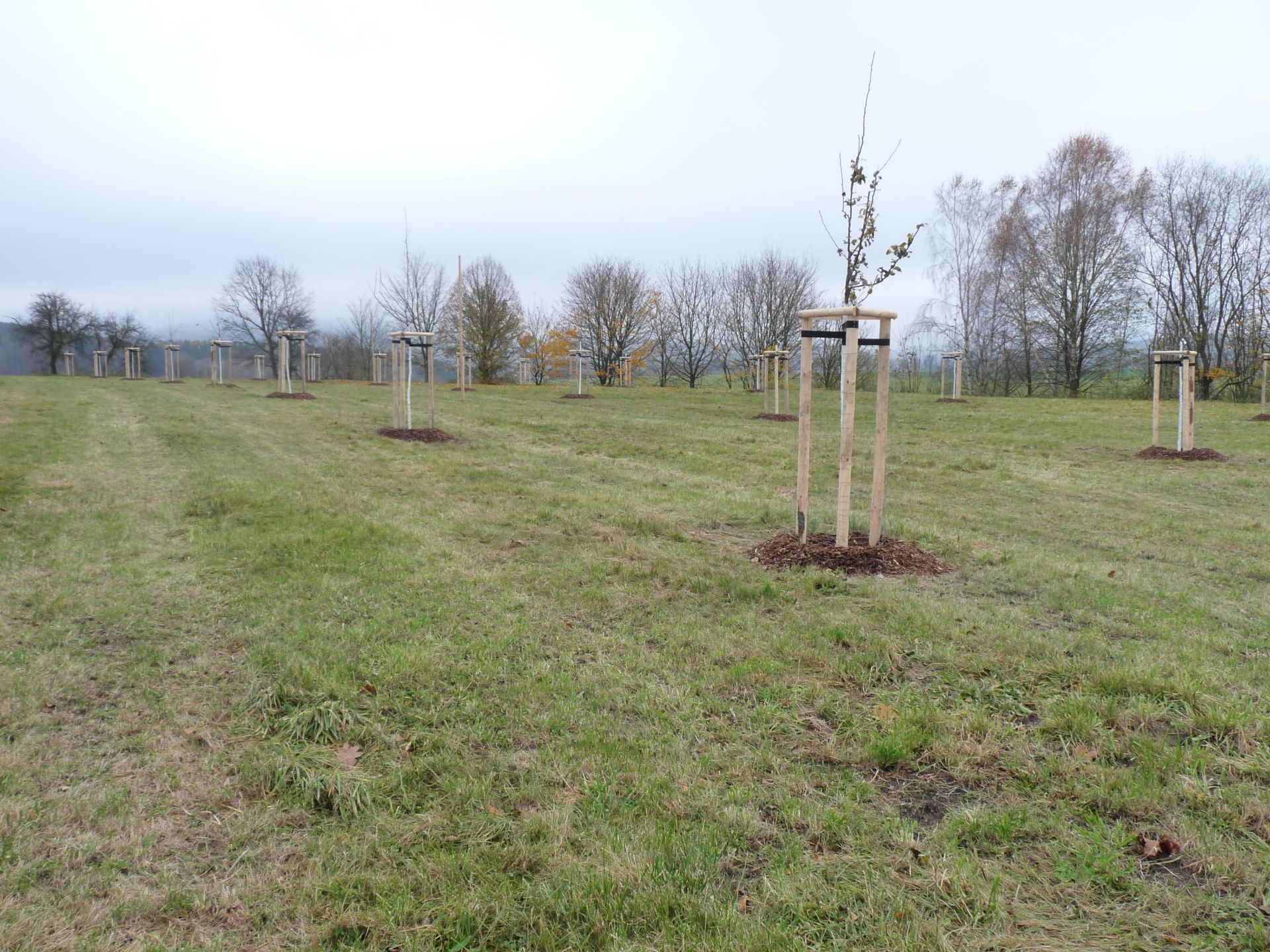 Streuobstwiese_neu.jpg